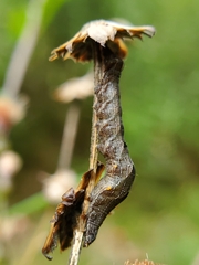 Perigea xanthioides