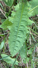 Picris hieracioides