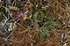 Pedicularis verticillata