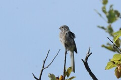 Carpodacus sibiricus