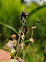 Perigea xanthioides