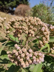 Xanthocampsomeris completa