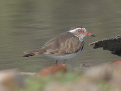 Charadrius tricollaris