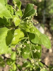 Bursera epinnata