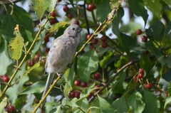 Carpodacus sibiricus