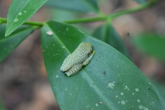 Rhacophorus malabaricus