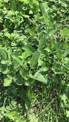 Physalis cinerascens