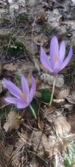Crocus nudiflorus