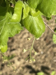 Bursera epinnata