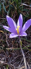 Crocus nudiflorus