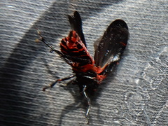 Prosapia ignifera