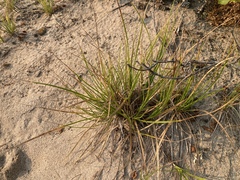 Cyperus lupulinus