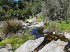 Callitriche stagnalis