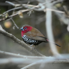 Hypargos niveoguttatus