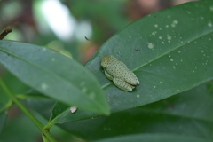 Rhacophorus malabaricus