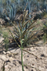 Diplachne fusca
