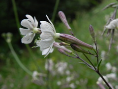 Silene italica