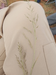 Eragrostis lehmanniana