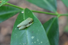 Rhacophorus malabaricus