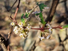 Acokanthera oppositifolia
