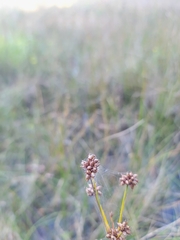 Cladium mariscoides