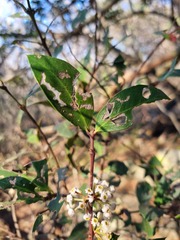 Acokanthera oppositifolia
