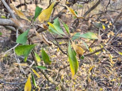 Pavetta gardeniifolia