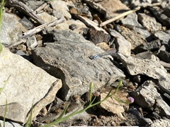 Argia apicalis
