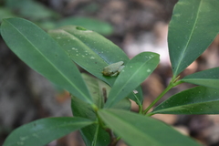 Rhacophorus malabaricus