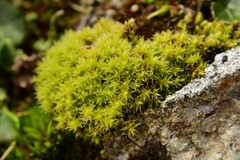 Racomitrium