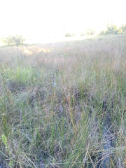 Cladium mariscoides