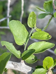 Celtis pallida