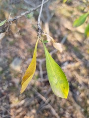 Pavetta gardeniifolia