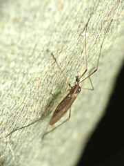 Teucholabis complexa