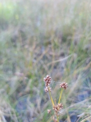 Cladium mariscoides