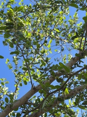 Celtis pallida