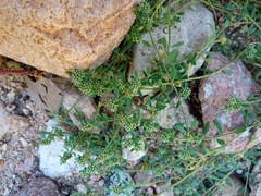 Corrigiola litoralis