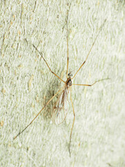 Teucholabis complexa