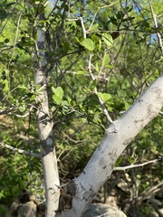 Celtis pallida