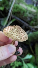 Echinoderma asperum