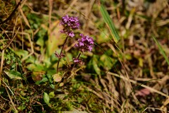 Thymus pulegioides