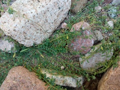 Corrigiola litoralis