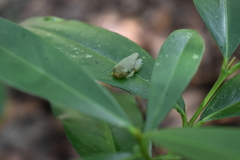 Rhacophorus malabaricus