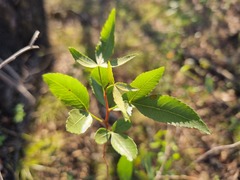 Searsia leptodictya