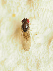 Mycodrosophila claytonae