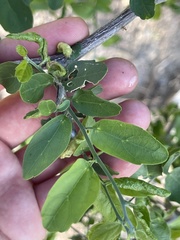Celtis pallida