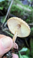 Echinoderma asperum