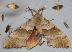 Pachysphinx occidentalis