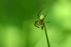 Araniella