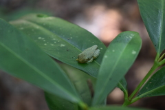 Rhacophorus malabaricus